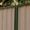 fig tree pocket a1 fencing 4069